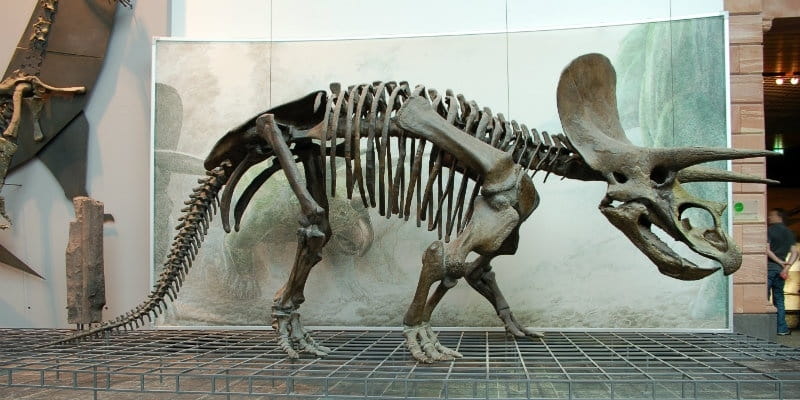 dinosaur with horn behind head